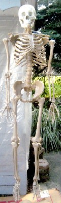 Skeleton Unpainted