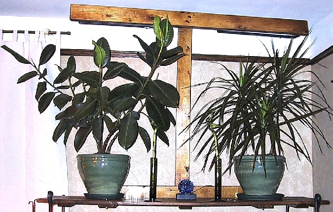 Top Shelf with plants