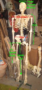 Bucky IIs Measurement Refernece