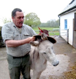 Merlin the Donkey in the Patrick Hand Hat