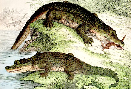 An alligator and a crocodile