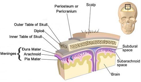 Layers Portecting the Brain 