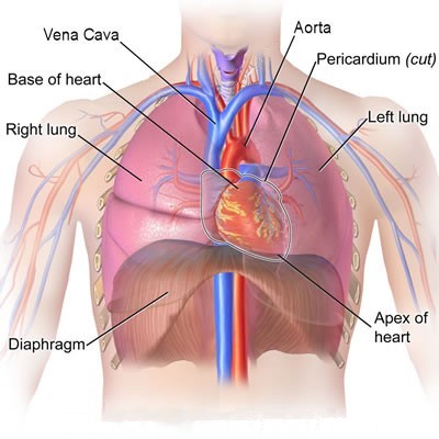 Organs of the Chest