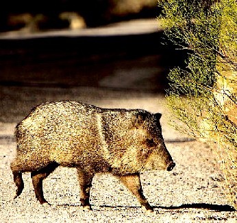 A Collared Peccary