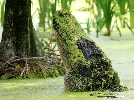 Crocodile in Duckweed