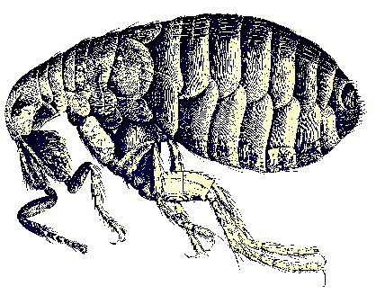 A Flea