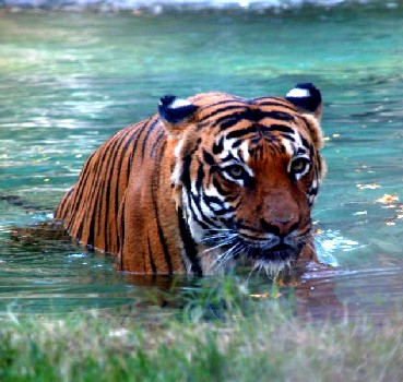 Tiger in Water