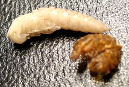 Mealworm Pupa and Larval Skin