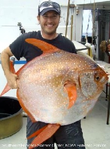 Moonfish (Opah)