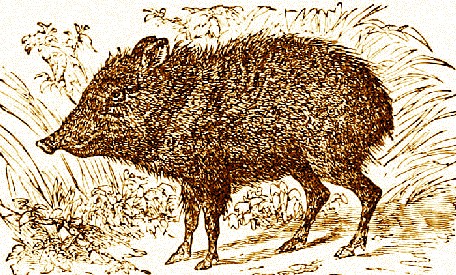 Peccary