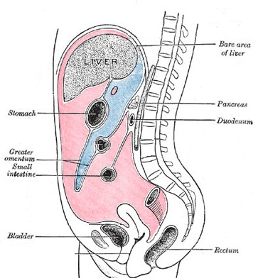 Peritoneum & Organs