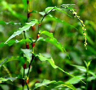 Periscaria hydropiper