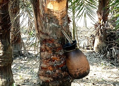 Pipe Used to Gather Palm Sap