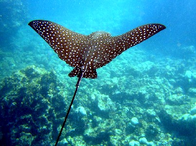 Spotted Eagle Ray