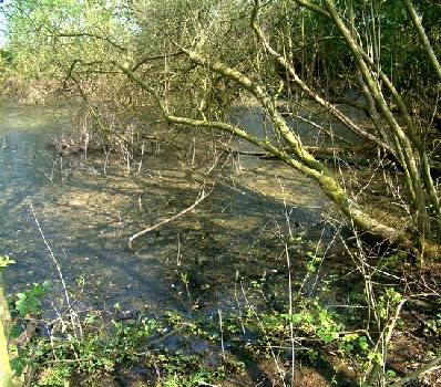 Stagnant Watering Hole