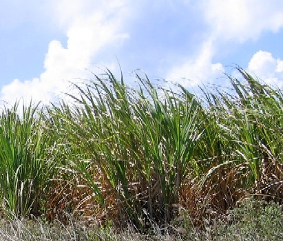 Sugar Cane Field