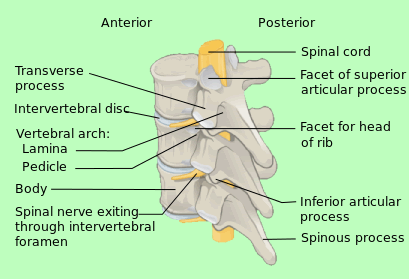 Vertebrae with Descriptions