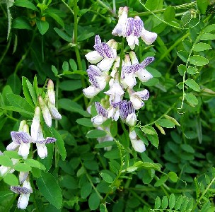 Wood Vetch