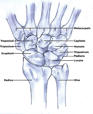 Bones of the Wrist