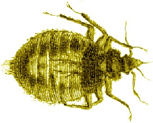 Bed Bug Shown in Southall's Book