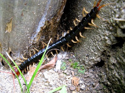 Chinese Red-Headed Centipede