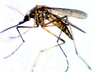 Culex Pipiens - Common Mosquito