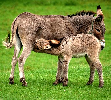 Donkey Foal Drinking Milk