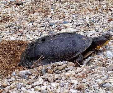 Turtle Laying Eggs