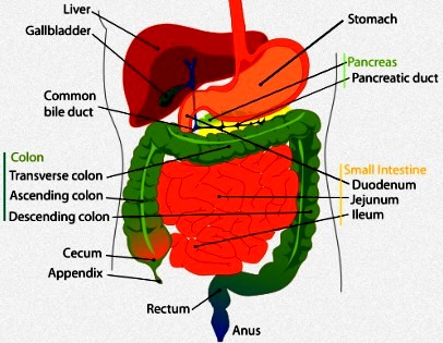 Diagram of the stomach & Intestines