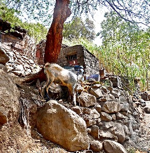 A Goat on Sao Filipe