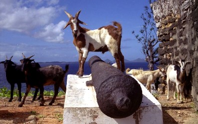 Goats on cannon in Fort Dauphin