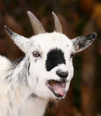 A Goat Showing His Teeth