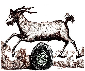 A Goat and Bezoar Stone