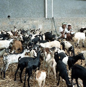 Goats in a Yemeni Market