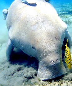 A Dugong Eating