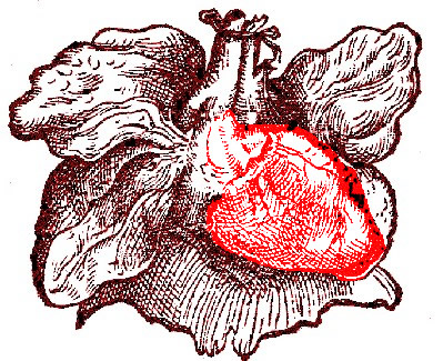 The Heart, by Vesalius