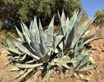 Maguey or Agave americana