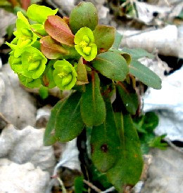 Euphorbia - Wood Spurge