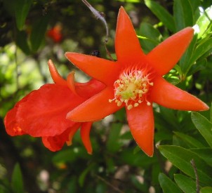 Flower of pomegranate