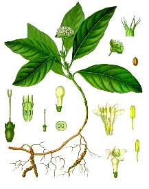Ipecuanha Plant