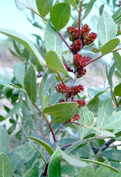 Mastic leaves and fruit