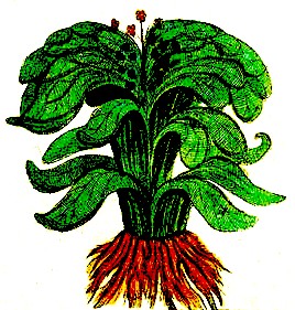 Rhubarb Plant Drawing