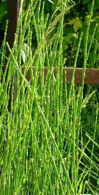 Rough and Branched Horsetail