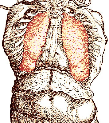 The Lungs, Vesalius