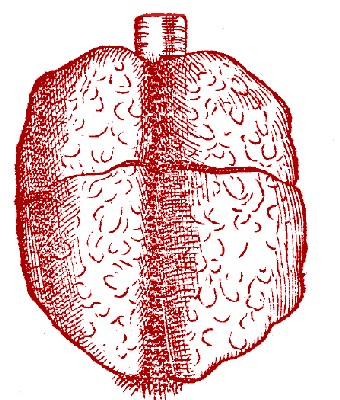 Lungs, Vesalius