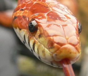 An orange snake