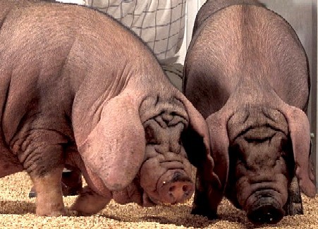 Chinese Meishan Pigs