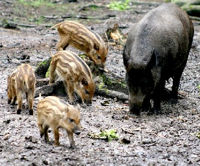 Sus scrofa - Wild Pig