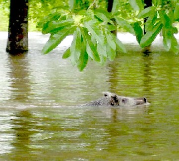 Swimming Hog