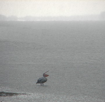 Pelican in the Rain